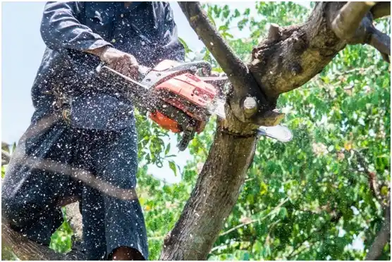 tree services Alleghenyville